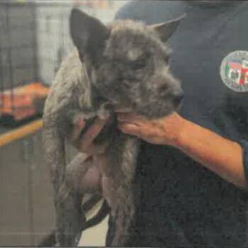 Coral A2289033 -  Pit Bull Terrier Dog for Adoption in Los Angeles, California - Coral A2289033 | PetCurious
