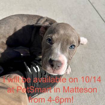 Owl -  Pit Bull Terrier and Mixed Breed Dog for Adoption in Matteson, Illinois - Owl | PetCurious