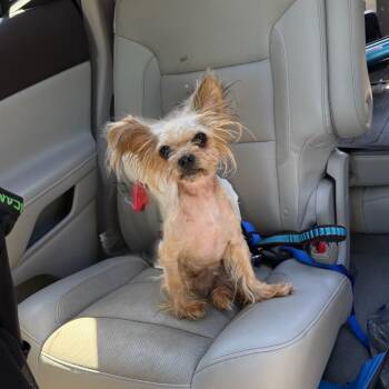 Chop -  Yorkshire Terrier Dog for Adoption in Austell, Georgia - Chop | PetCurious