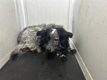 Australian Shepherd Dogs Available for Adoption - COREY TAYLOR | PetCurious