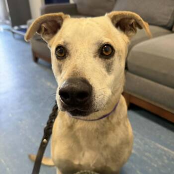 Catahoula Leopard Dog and Mixed Breed Dogs Available for Adoption in Hampton Bays, New York - Cassie-Jo | PetCurious