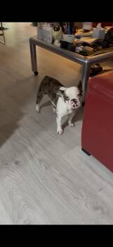 French Bulldog Dogs Available for Adoption in Boca Raton, Florida - Diego | PetCurious