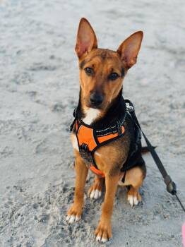 Sis in NH. Come Meet our Adoptable Dogs Wednesday-Saturday. More -  Shepherd Dog for Adoption in Manchester, New Hampshire - Sis In NH. Come Meet Our Adoptable Dogs Wednesday-Saturday. More | PetCurious
