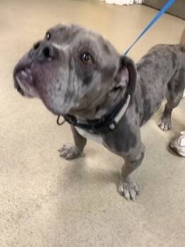 Rescue Pit Bull Terrier and Mixed Breed Dogs for Adoption in Fort Worth, Texas - 59821344 | PetCurious