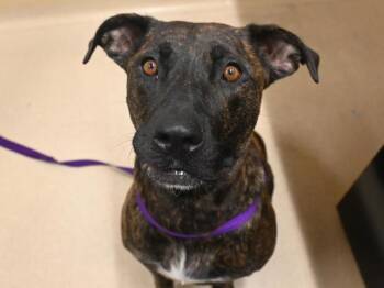 Callie -  Pit Bull Terrier and Mixed Breed Dog for Adoption in Portland, Oregon - Callie | PetCurious