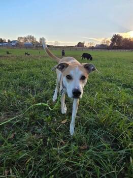 Daisy Jo -  Greyhound Dog for Adoption in Wausau, Wisconsin - Daisy Jo | PetCurious