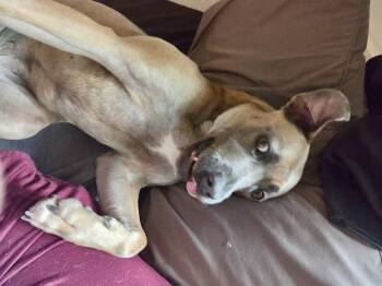 Gretel -  Pit Bull Terrier Dog for Adoption in Greenlawn, New York - Gretel | PetCurious