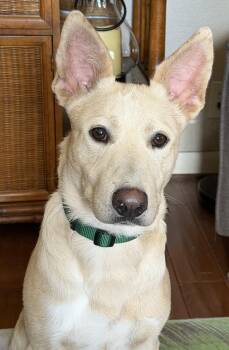 Border Collie and German Shepherd Dog Dogs Available for Adoption in Bellflower, California - COMET | PetCurious