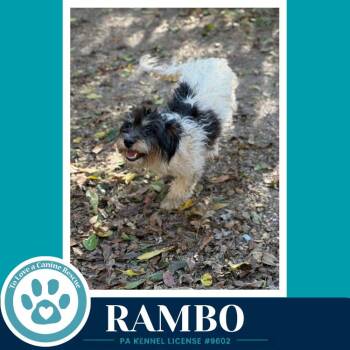 Rambo 101726 -  Dachshund and Poodle Dog for Adoption in Kimberton, Pennsylvania - Rambo 101726 | PetCurious