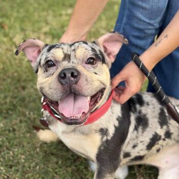 Falcon -  Mixed Breed Dog for Adoption in Gloucester, Virginia - Falcon | PetCurious