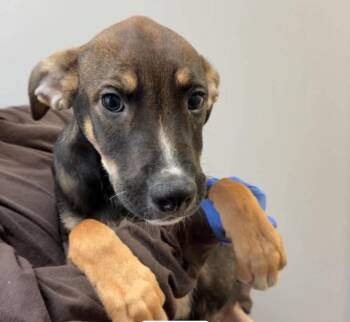 Zion -  Mixed Breed Dog for Adoption in New York, New York - Zion | PetCurious