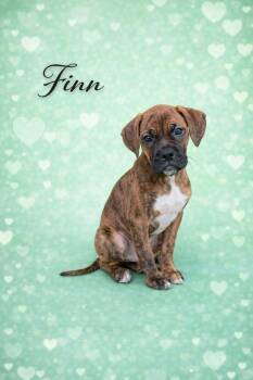 Boxer Dogs Available for Adoption - Finn | PetCurious