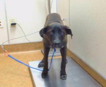 Belgian Shepherd Malinois and Mixed Breed Dogs Available for Adoption - A914152 | PetCurious