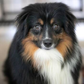 Australian Shepherd Dogs Available for Adoption in Peyton, Colorado - Pringle (MY26-23) | PetCurious