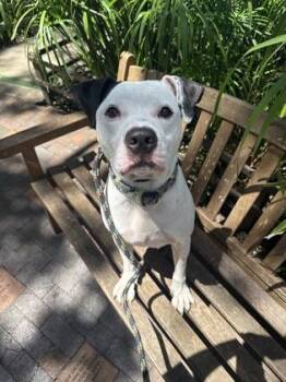 Nolan -  Pit Bull Terrier and Mixed Breed Dog for Adoption in Honolulu, Hawaii - Nolan | PetCurious