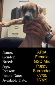 Rescue German Shepherd Dog Dogs for Adoption in Portales, New Mexico - ARIA | PetCurious