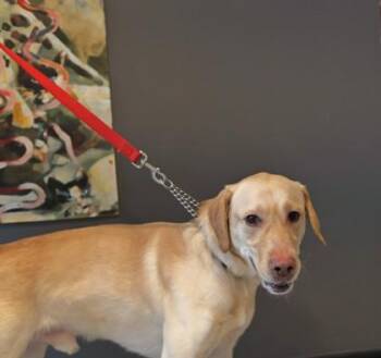 Mixed Breed Dogs Available for Adoption - Colby | PetCurious