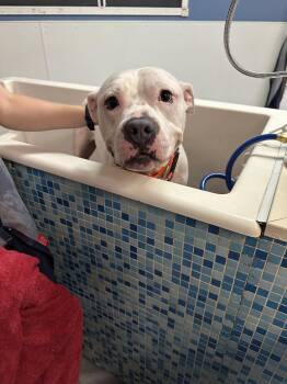 Rescue American Staffordshire Terrier Dogs for Adoption in Pleasant Ridge, Michigan - Brickside | PetCurious