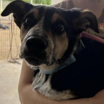 Mixed Breed Dogs Available for Adoption in Bentonville, Arkansas - Toast (cookie) | PetCurious