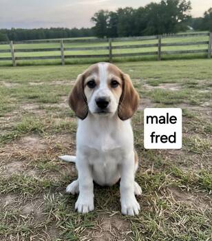 Fred -  Great Dane Dog for Adoption in Manchester, Connecticut - Fred | PetCurious