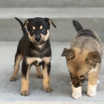 Stevie -  Mixed Breed Dog for Adoption in Buffalo, Minnesota - Stevie | PetCurious