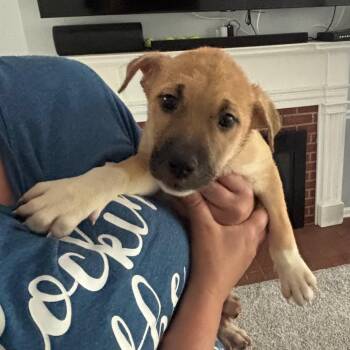 Clementine -  Husky and Mixed Breed Dog for Adoption in Avon, Ohio - Clementine | PetCurious
