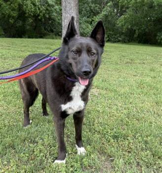 Mixed Breed Dogs Available for Adoption in Dallas, Texas - JASMINE | PetCurious