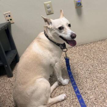 Lilly -  Terrier and Mixed Breed Dog for Adoption in Cheyenne, Wyoming - Lilly | PetCurious
