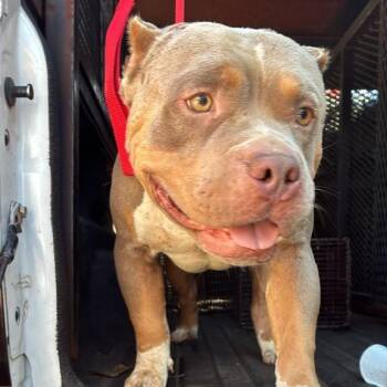 Murder -  Mixed Breed Dog for Adoption in Gadsden, Alabama - Murder | PetCurious