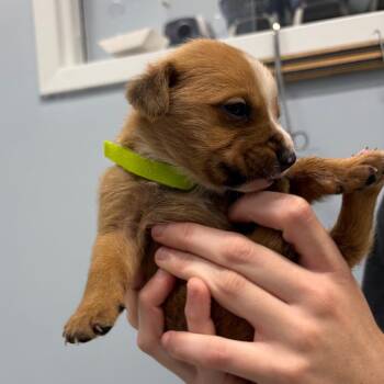 Puppy 10 -  Mixed Breed Dog for Adoption in Milton, Florida - Puppy 10 | PetCurious