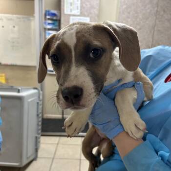Pit Bull Terrier Dogs Available for Adoption in Birmingham, Alabama - Dempsey | PetCurious