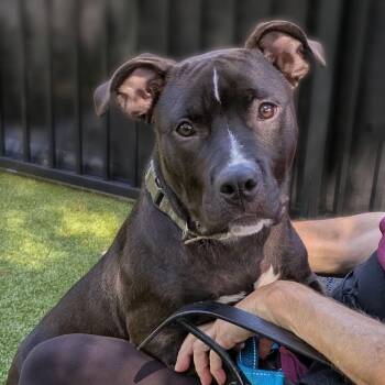Buster -  Pit Bull Terrier Dog for Adoption in Charlottesville, Virginia - Buster | PetCurious