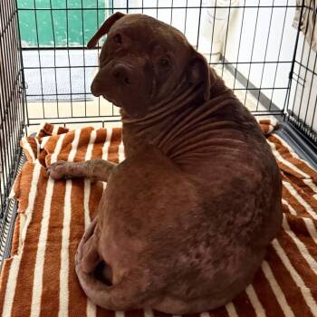 Mixed Breed Dogs Available for Adoption in Lake Jackson, Texas - Silas | PetCurious