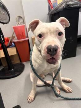 Blanca -  Mixed Breed Dog for Adoption in West Chester, Pennsylvania - Blanca | PetCurious