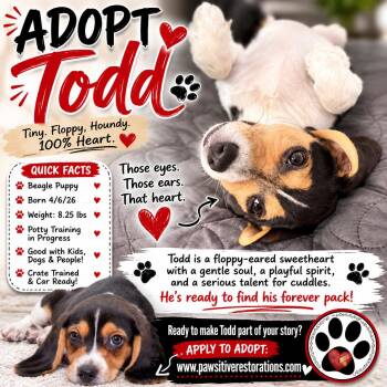 TODD -  Beagle Dog for Adoption in Foxfield, Colorado - TODD | PetCurious