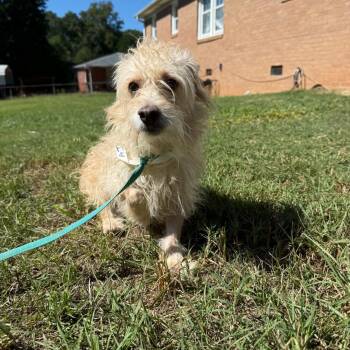 AJ -  Cairn Terrier Dog for Adoption in Greenville, South Carolina - AJ | PetCurious