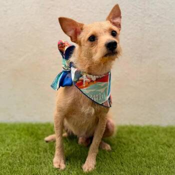 Tangled -  Cairn Terrier and Chihuahua Dog for Adoption in San Diego, California - Tangled | PetCurious
