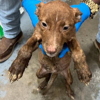 Sleepy -  Mixed Breed Dog for Adoption in Tampa, Florida - Sleepy | PetCurious