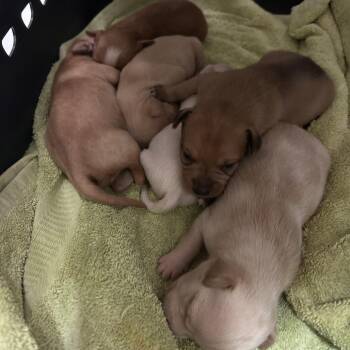 Chihuahua and Mixed Breed Dogs Available for Adoption - ASPEN | PetCurious