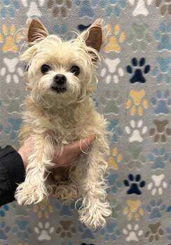 Maltese and Mixed Breed Dogs Available for Adoption - DALLAS | PetCurious