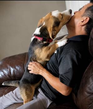 Ducky -  Corgi Dog for Adoption in Georgetown, Texas - Ducky | PetCurious