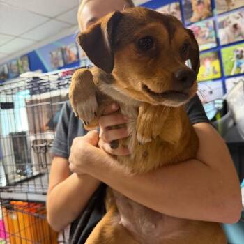 Intake_11 -  Mixed Breed Dog for Adoption in Savannah, Georgia - Intake_11 | PetCurious