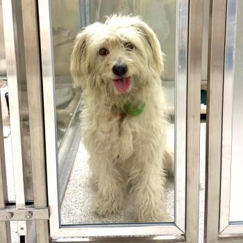 JACK -  Terrier and Mixed Breed Dog for Adoption in Richmond, California - JACK | PetCurious