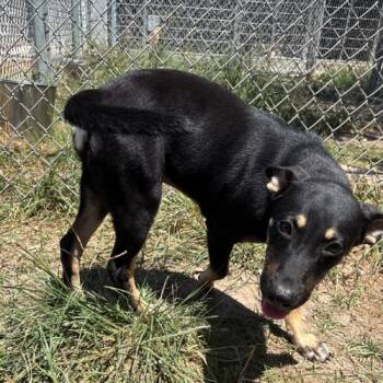 Myra -  Labrador Retriever and Mixed Breed Dog for Adoption in Corpus Christi, Texas - Myra | PetCurious