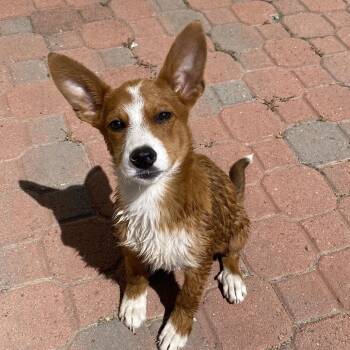 Terrier and Cardigan Welsh Corgi Dogs Available for Adoption - Lolly | PetCurious