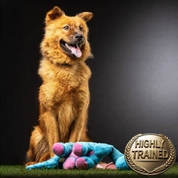 Rescue Chow Chow and Finnish Spitz Dogs for Adoption in Jupiter, Florida - Asia | PetCurious