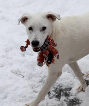 Terrier and Wire Fox Terrier Dogs Available for Adoption - Apollo | PetCurious