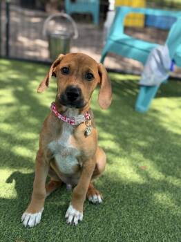 Shadow -  Hound Dog for Adoption in Lakeland, Florida - Shadow | PetCurious