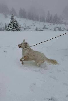 Rescue Border Collie Dogs for Adoption in Bend, Oregon - Nelly | PetCurious