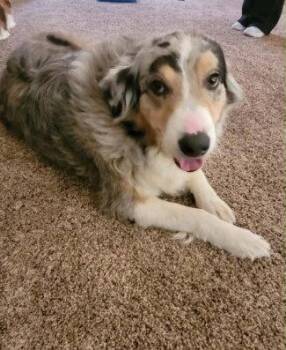 FOSTER ME - Lola -  Australian Shepherd Dog for Adoption in Grafton, Wisconsin - FOSTER ME - Lola | PetCurious